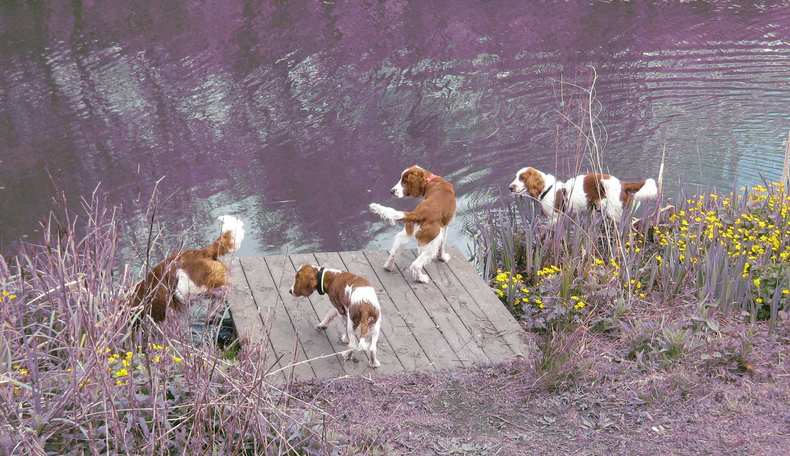 Cwm Darran 2017 068 w