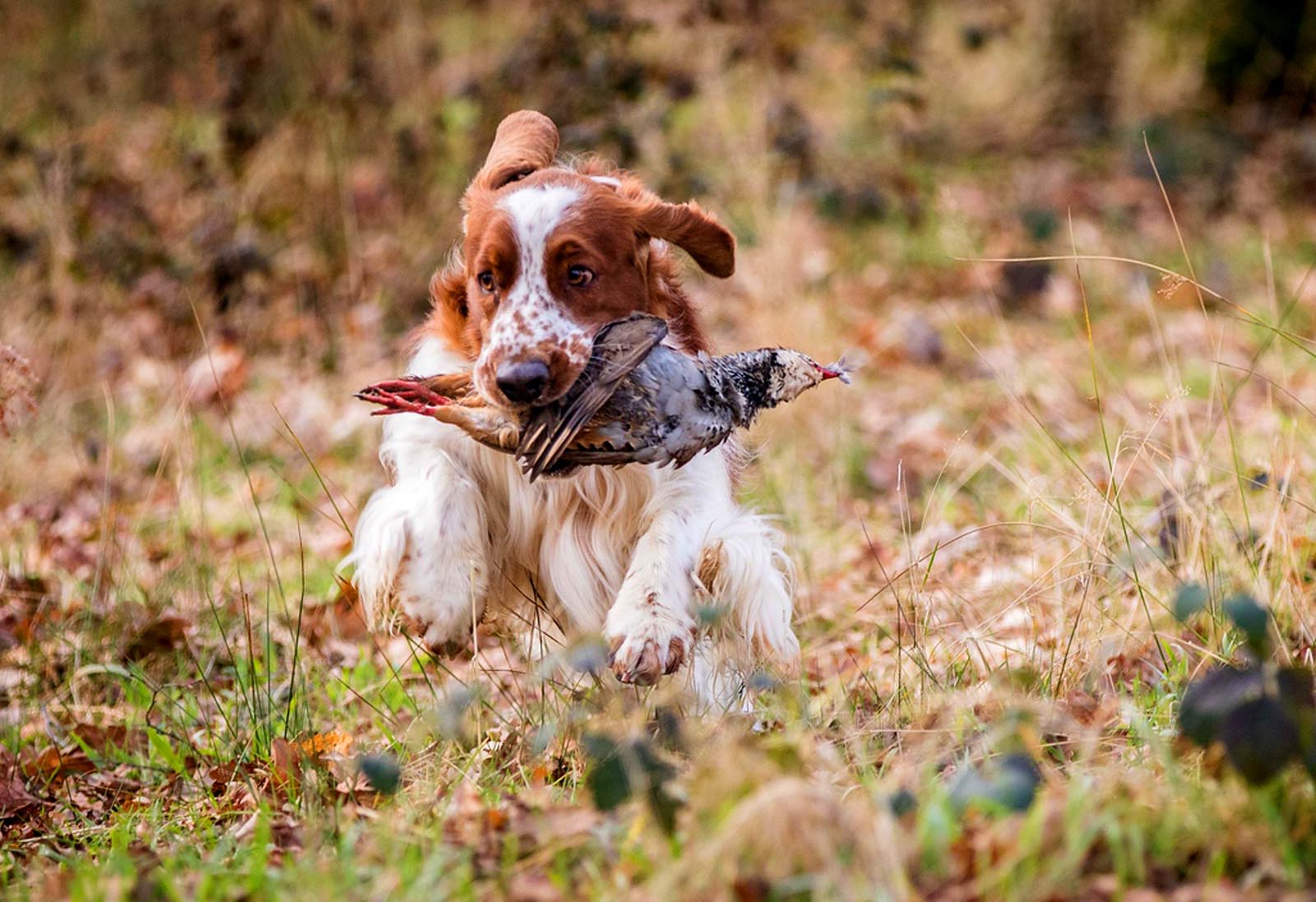 nelson partridge 1600