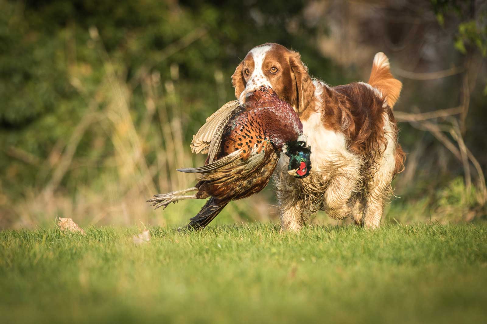 nelson partridge 1600