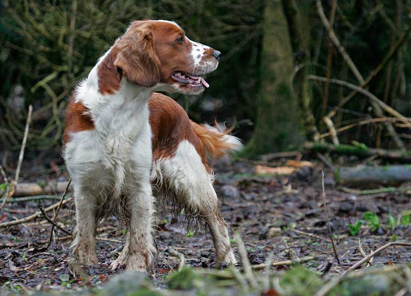 stella_a_800 stella_a_800