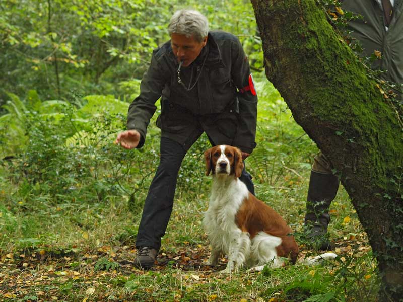 stella_c_800 stella_c_800