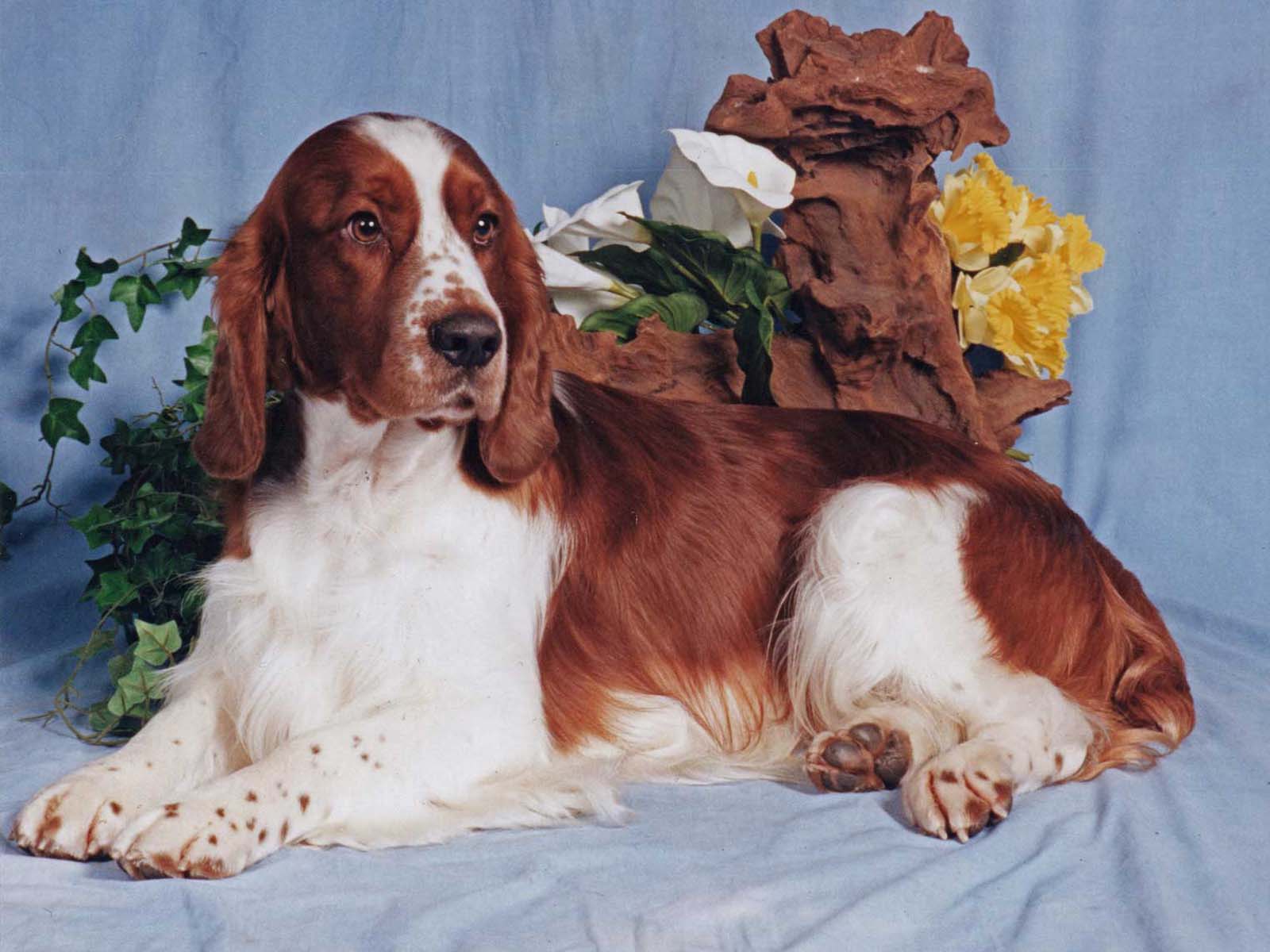 Mynyddmaen Graig Goch 002