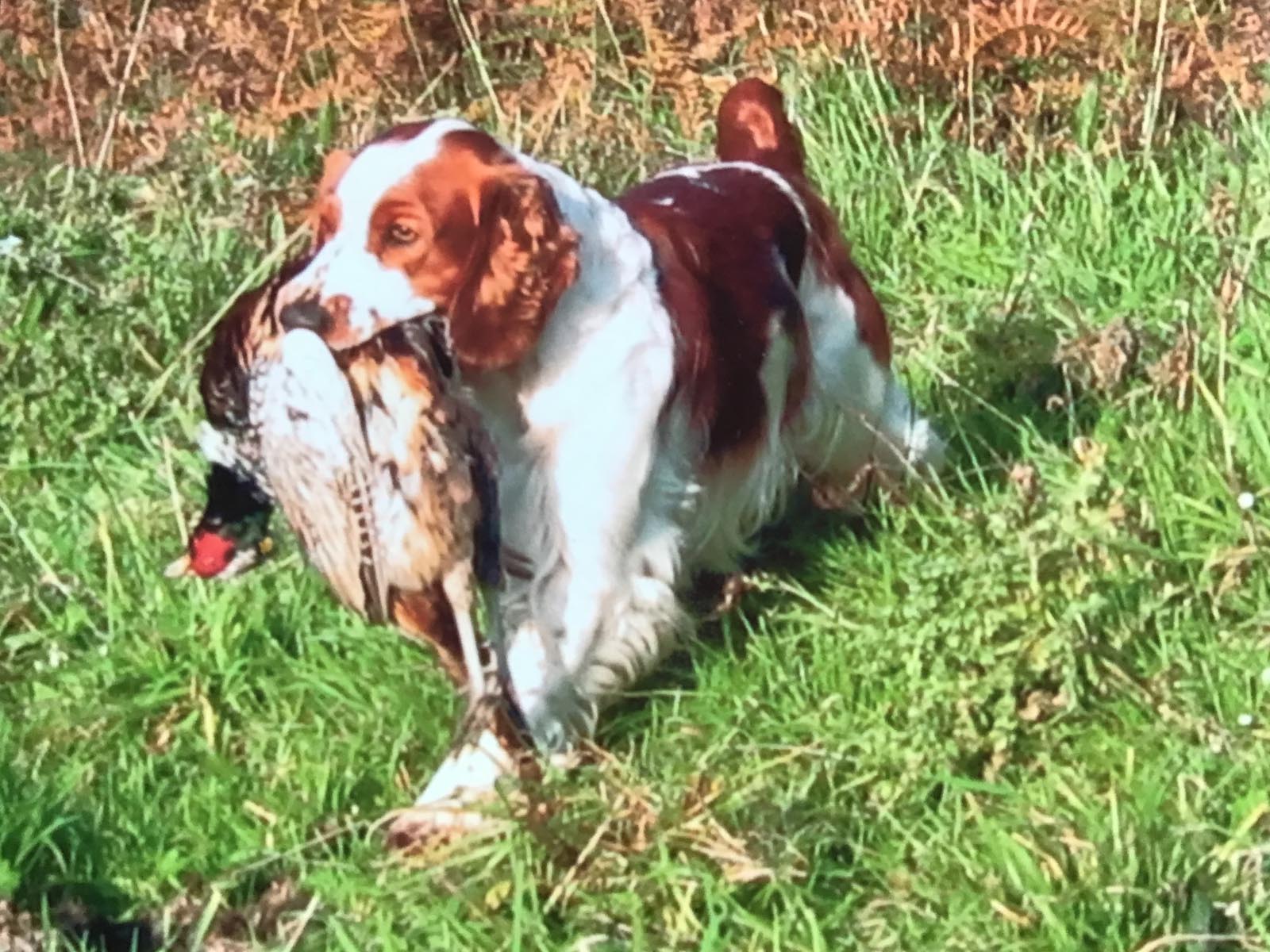Typica Goldigger Jan Rees 03
