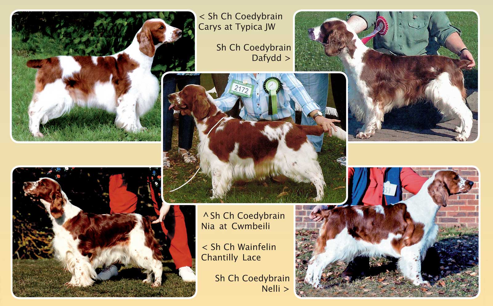 coedybrain dogs x5